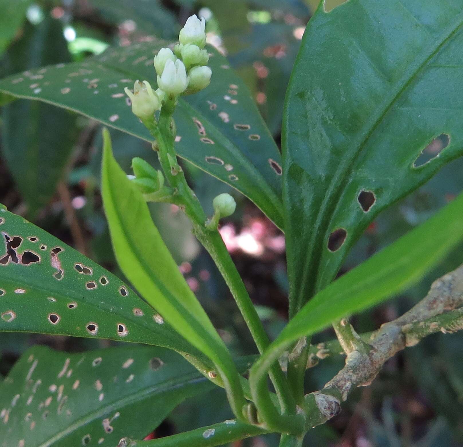 Sivun Euodia hylandii T. G. Hartley kuva