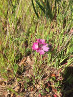 Image of dwarf checkerbloom