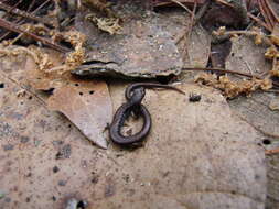 Image of MacDougal's Pygmy Salamander