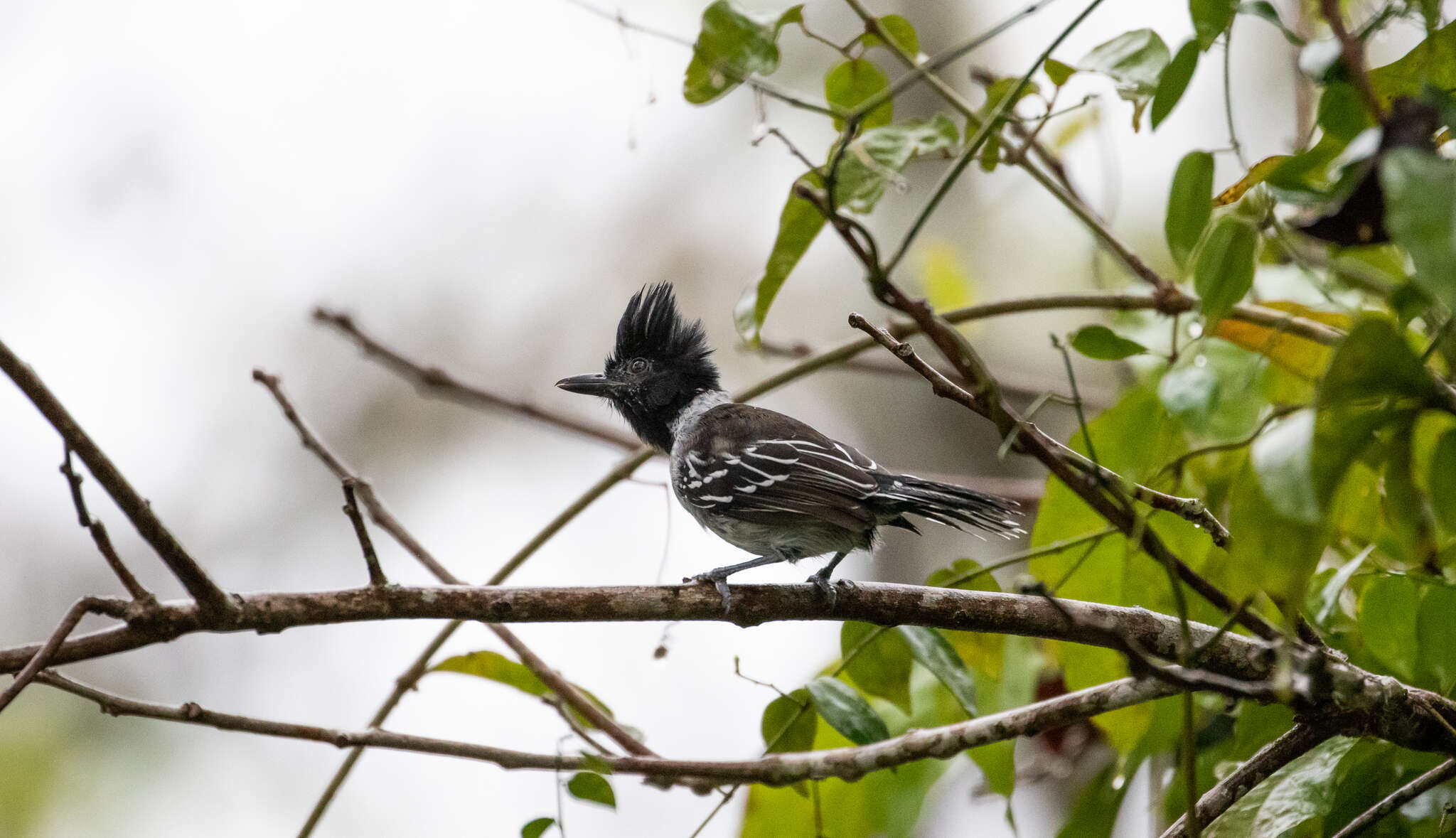 Image of Black-crested Antshrike