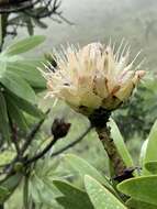 Image of Protea gaguedi J. F. Gmel.