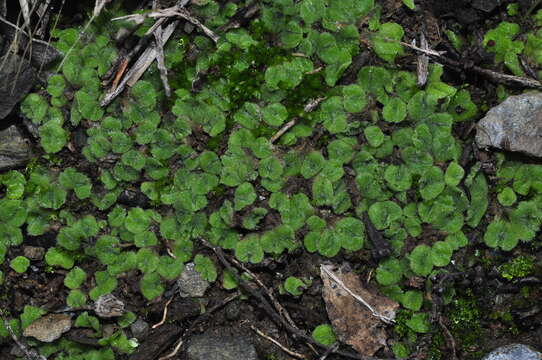 Image of Riccia gougetiana Durieu & Mont.