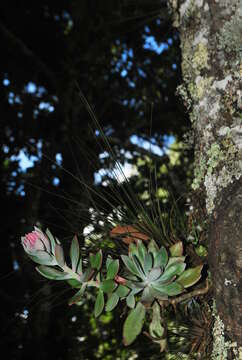 Image of Echeveria rosea Lindl.