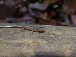 Image of Cophoscincopus greeri Böhme, Schmitz & Ziegler 2000