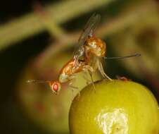 Image of Seed chalcid wasp