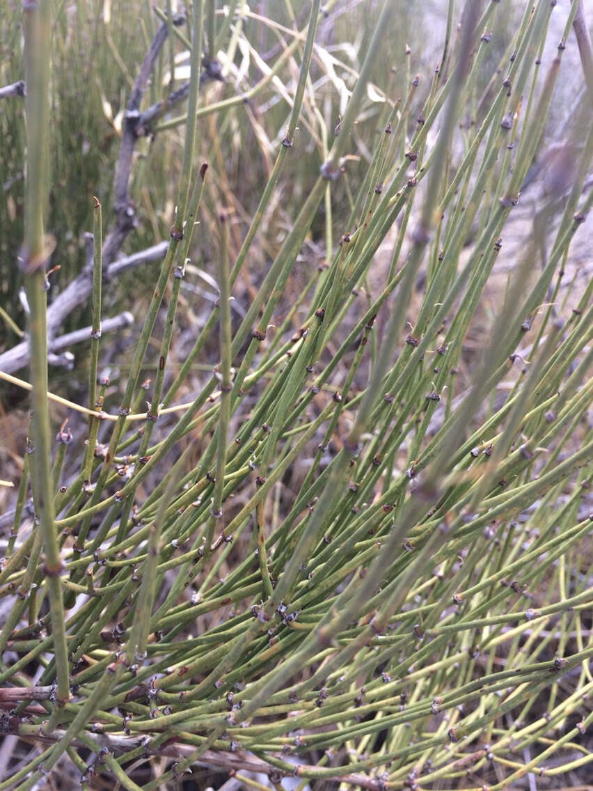 Image of Green Ephedra