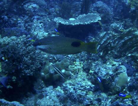 Image of Blackspot wrasse