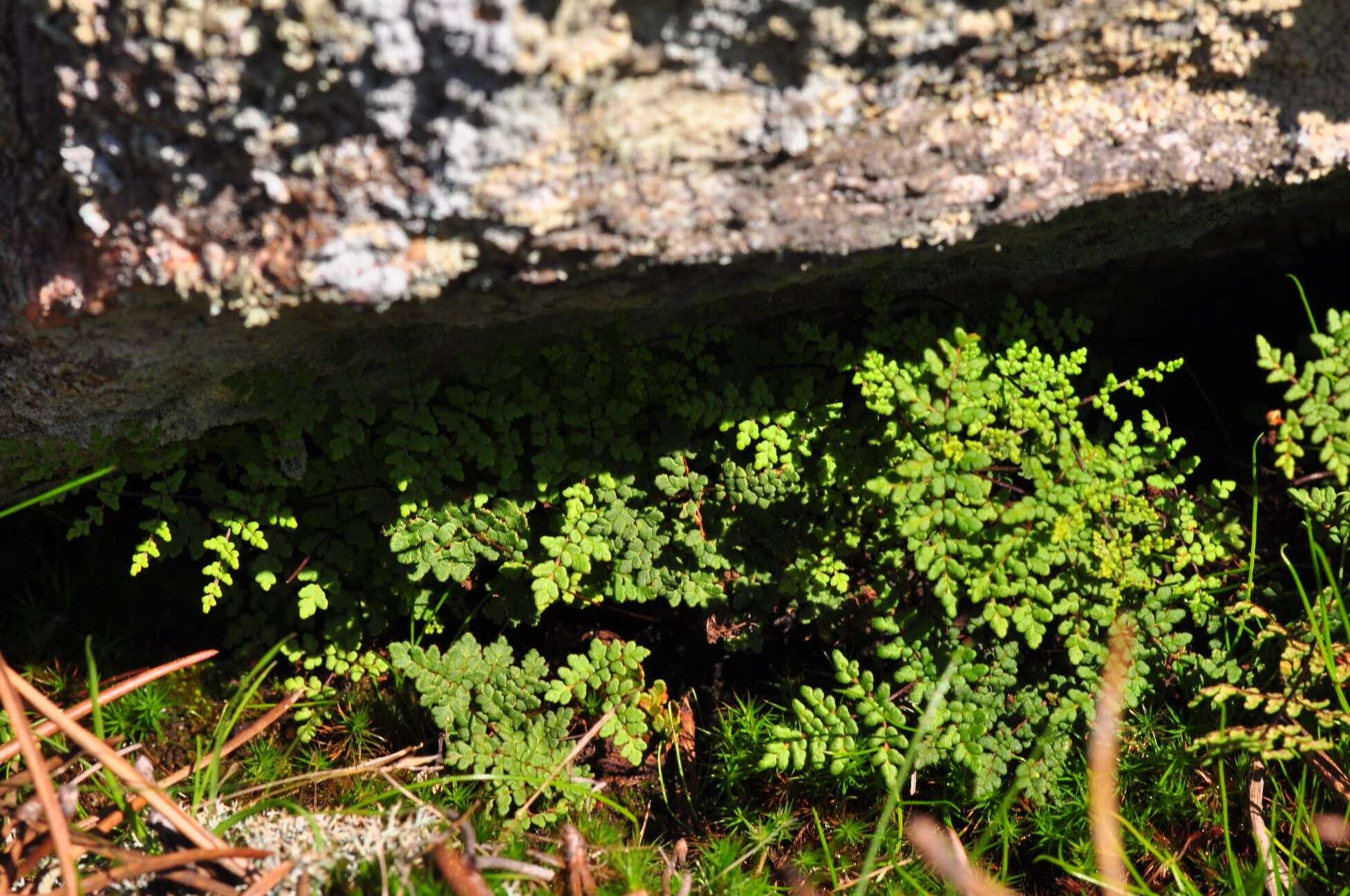 Image de Oeosporangium hispanicum (Mett.) Fraser-Jenk. & Pariyar