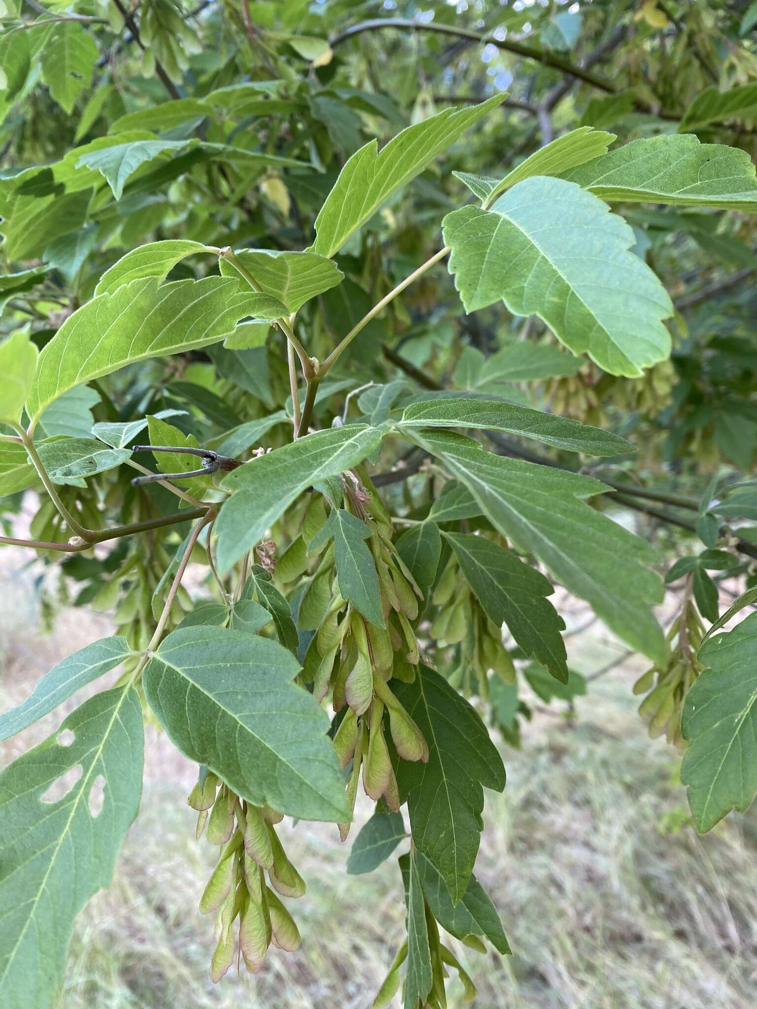 Imagem de Acer negundo var. californicum (Torr. & Gray) Sarg.