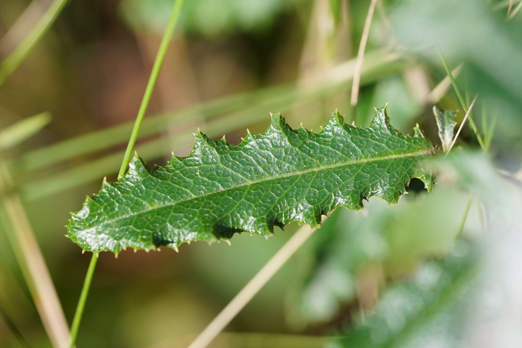 Слика од Olearia erubescens (Spreng.) Dippel