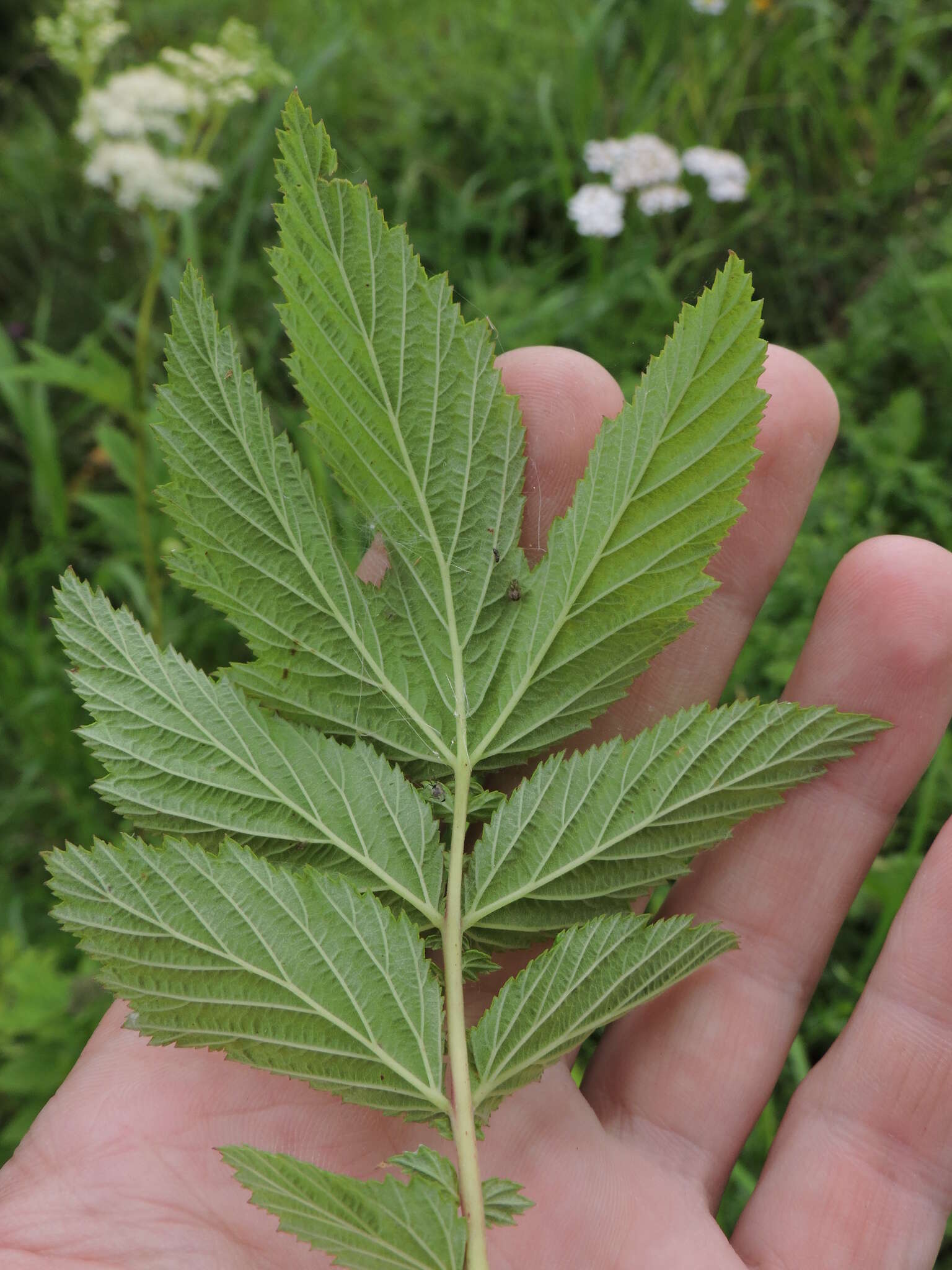 Plancia ëd Filipendula ulmaria subsp. denudata (J. & C. Presl) Hayek