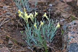 Image of Linaria altaica Fischer ex Ledeb.