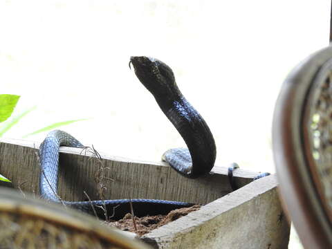 Image of Yellow-throated Bold-eyed Tree snake