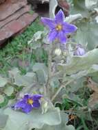 Imagem de Solanum tomentosum var. tomentosum