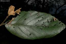 Sivun Alnus jorullensis Kunth kuva