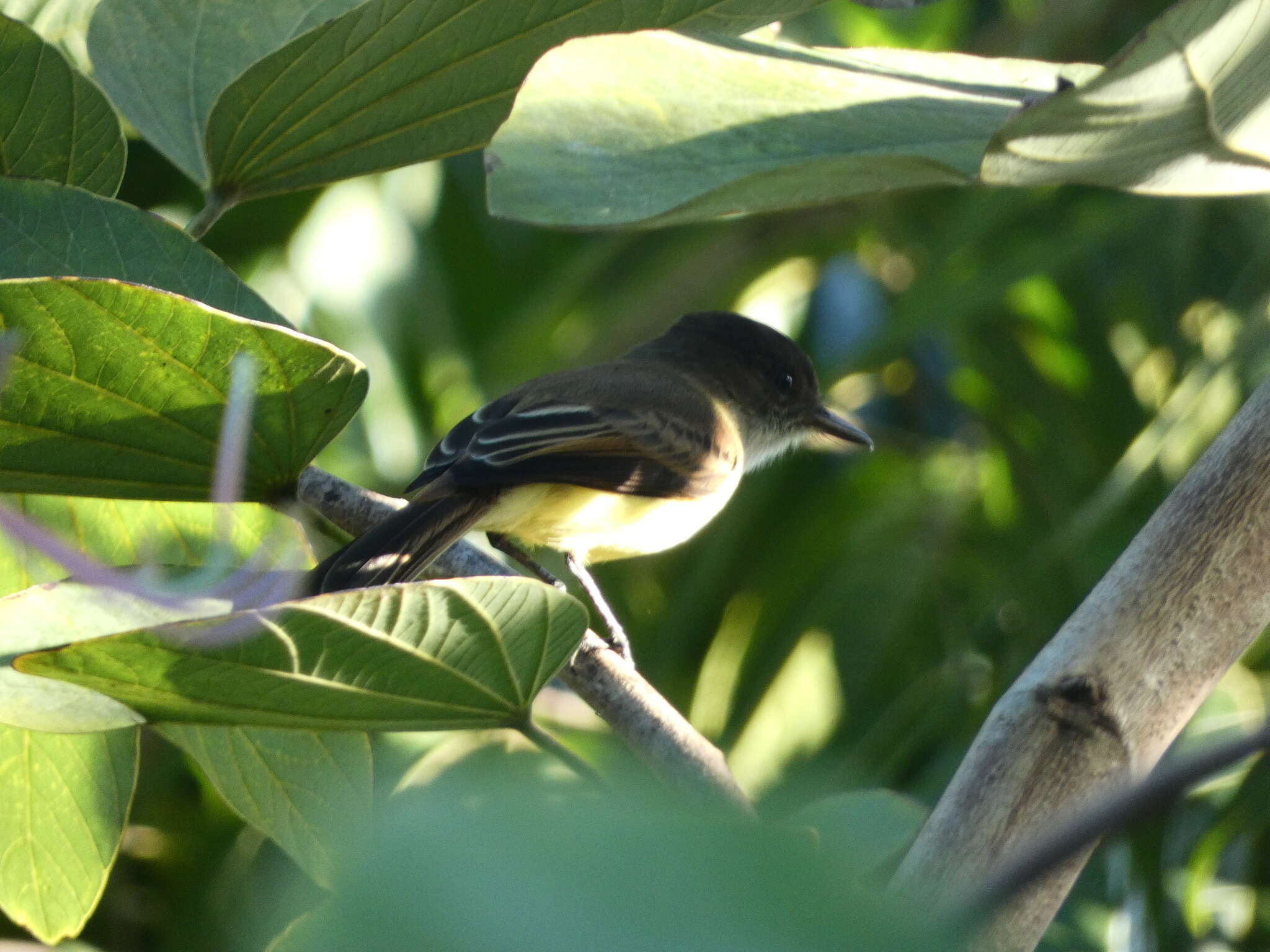 Image of Sad Flycatcher