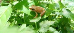 صورة Pseudophilautus schneideri Meegaskumbura & Manamendra-Arachchi 2011