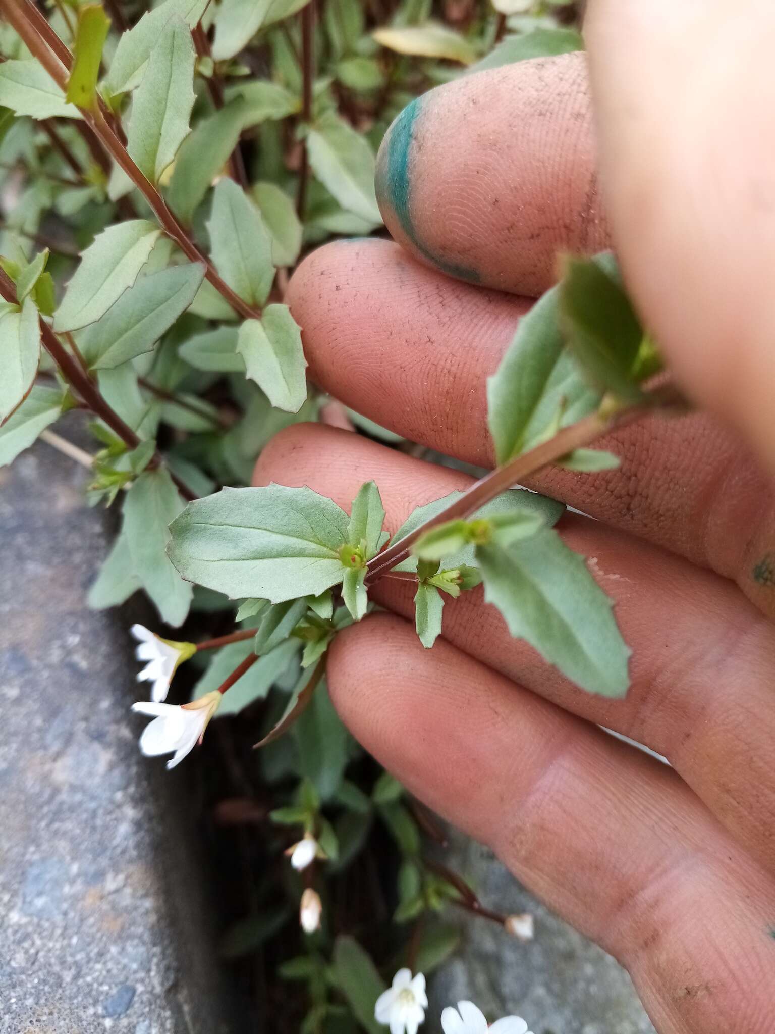 Image of Epilobium alsinoides subsp. atriplicifolium (A. Cunn.) Raven & Engelhorn