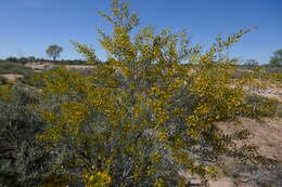 Image de Acacia melleodora Pedley