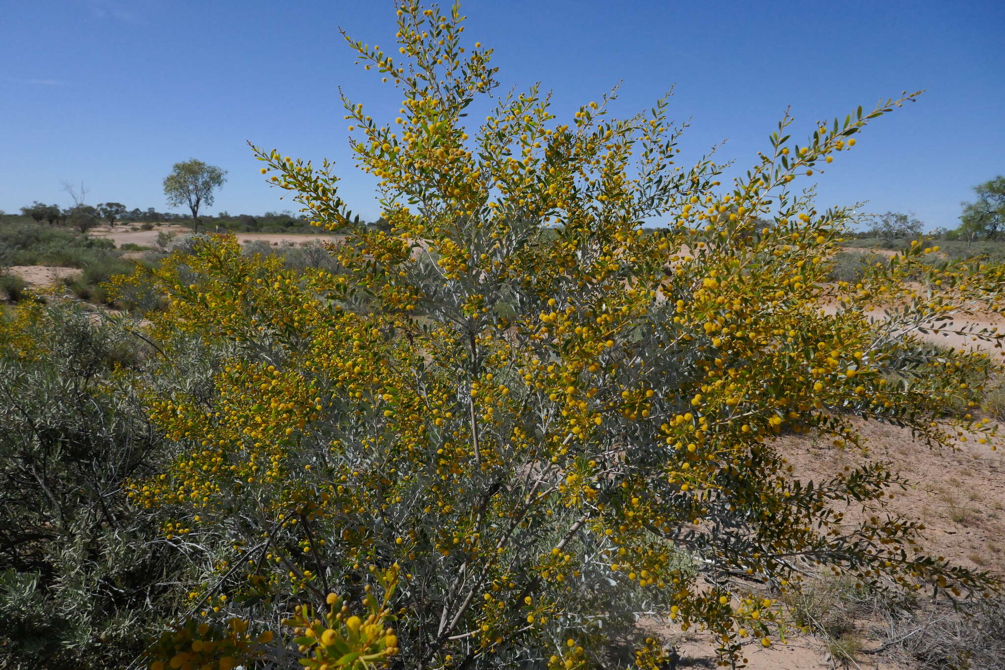 Image de Acacia melleodora Pedley