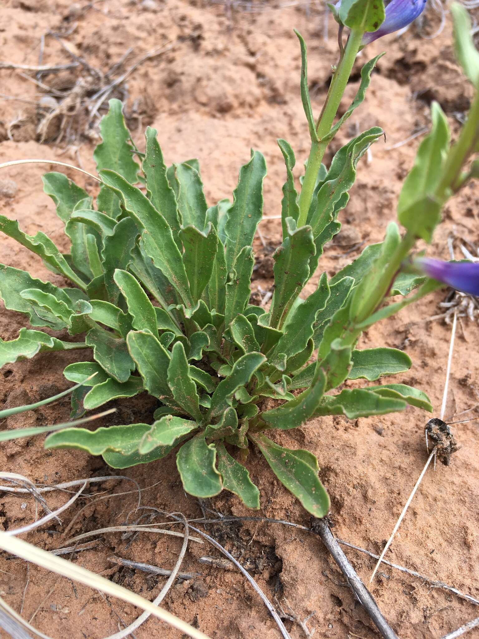 Image of bluestem beardtongue