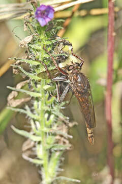 Image of Milbert's Proctacanthus