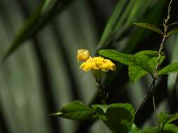 Mandevilla rugellosa (Rich.) L. Allorge-Boiteau resmi