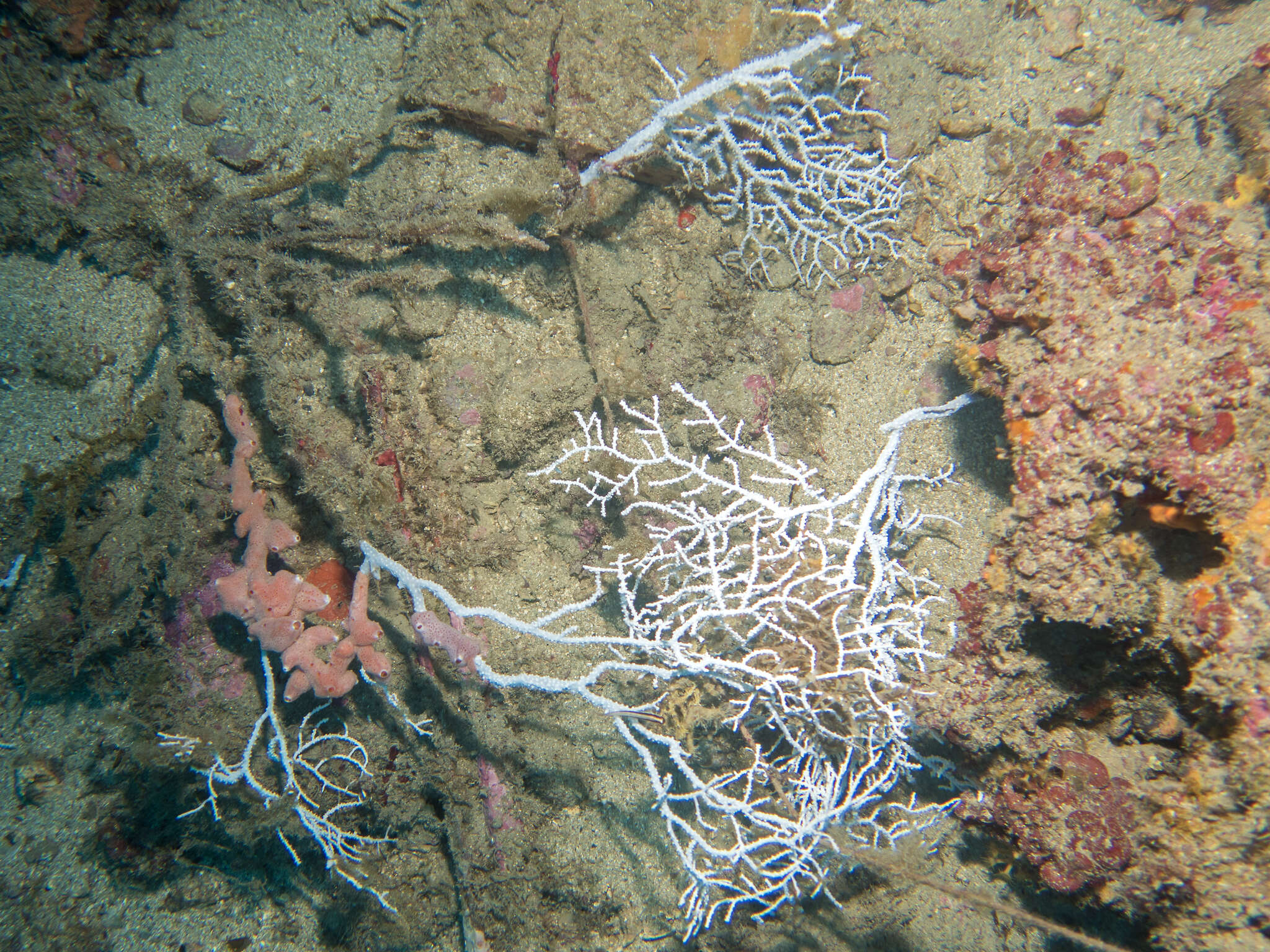 Image of Broad Sea Fan