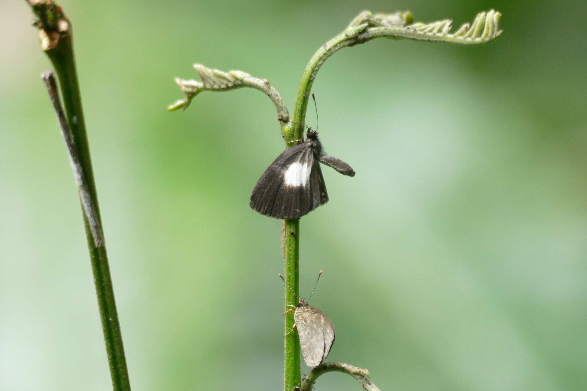 Image de Falcuna hollandi (Aurivillius 1895)