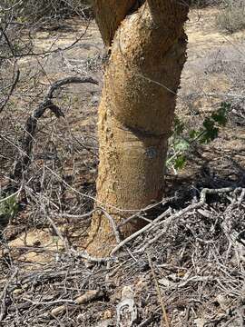 Image of Bursera exequielii León de la Luz