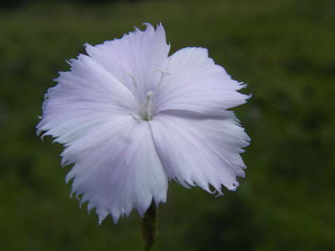 Image of Dianthus zeyheri subsp. natalensis Hooper