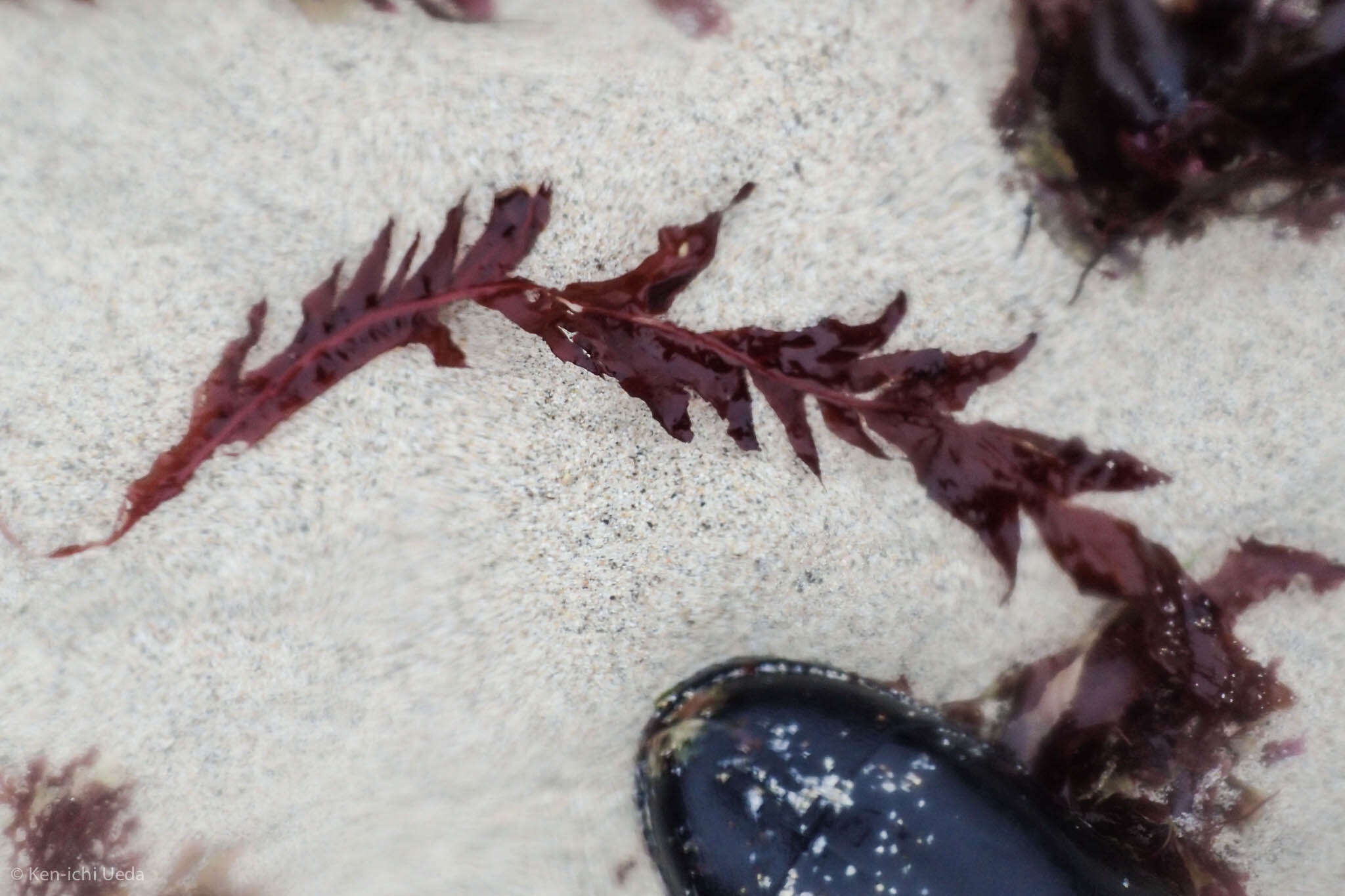 Image of Erythrophyllum delesserioides