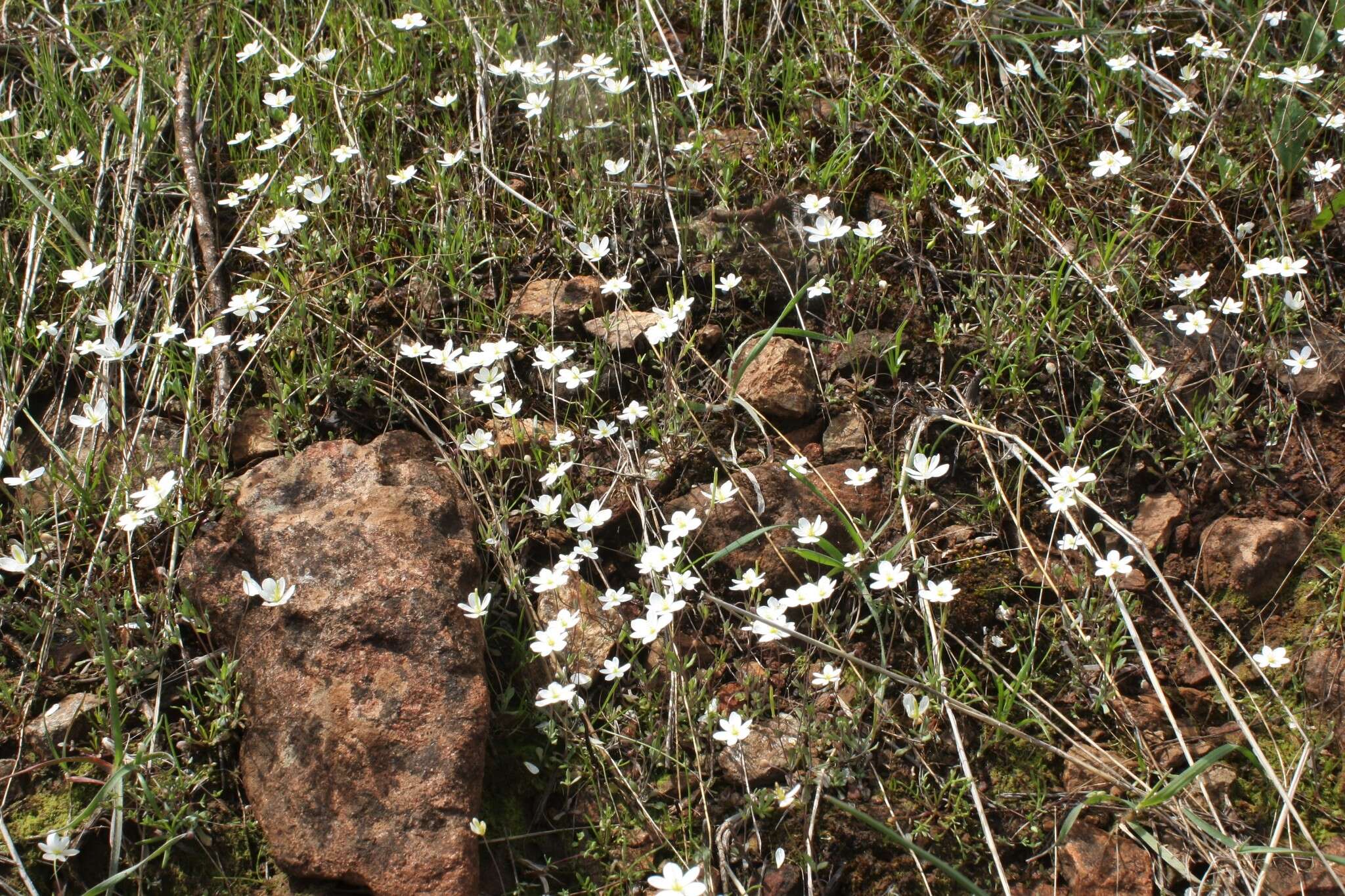 Image of California fairypoppy