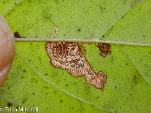 Image of Stigmella rhamnicola (Braun 1916) Newton et al. 1982