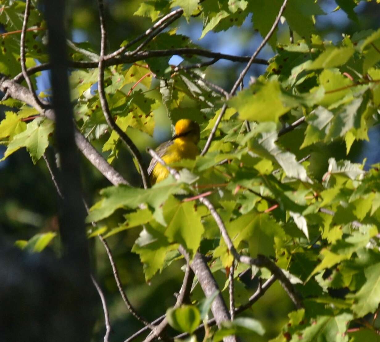 Image of Blue-winged Warbler