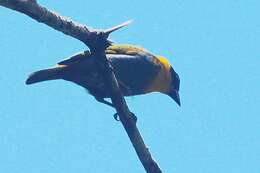 Image of Nelicourvi Weaver