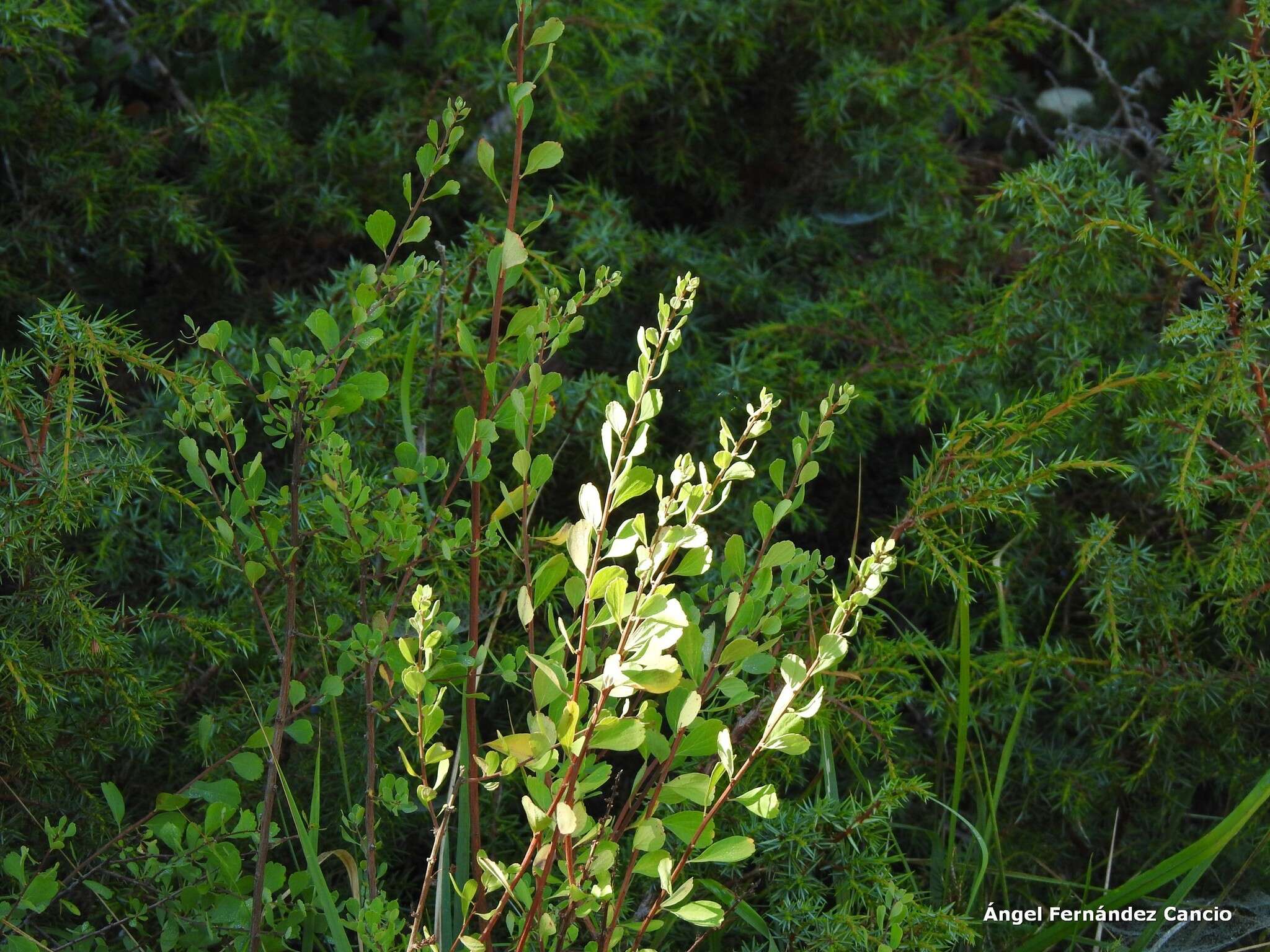 صورة Spiraea hypericifolia subsp. obovata (Waldst. & Kit. ex Willd.) Dostál