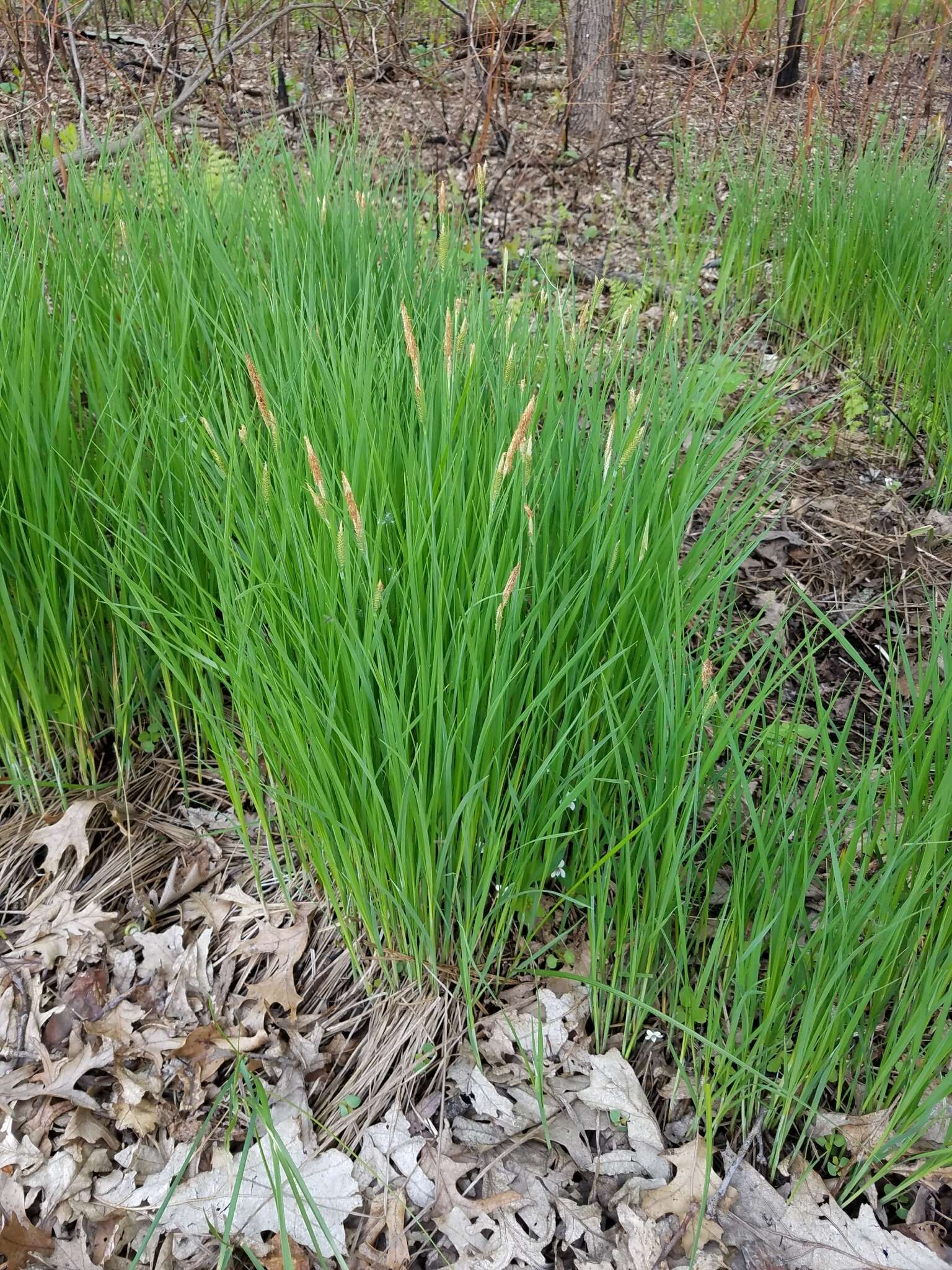 Image of Cloud sedge