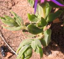 Image of Delosperma ashtonii L. Bol.