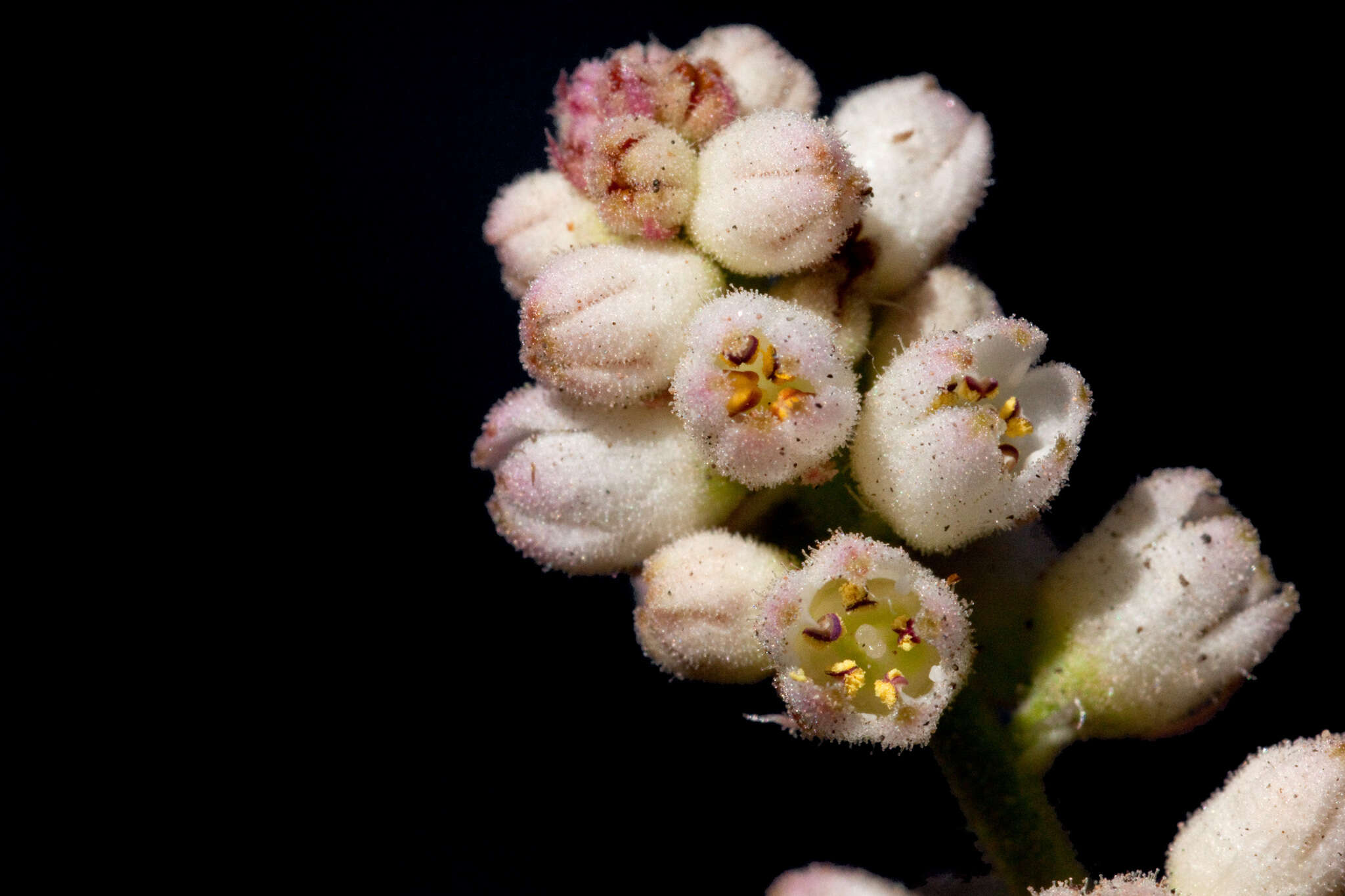 Image de Heuchera glomerulata C. O. Rosend. Butters & Lakela