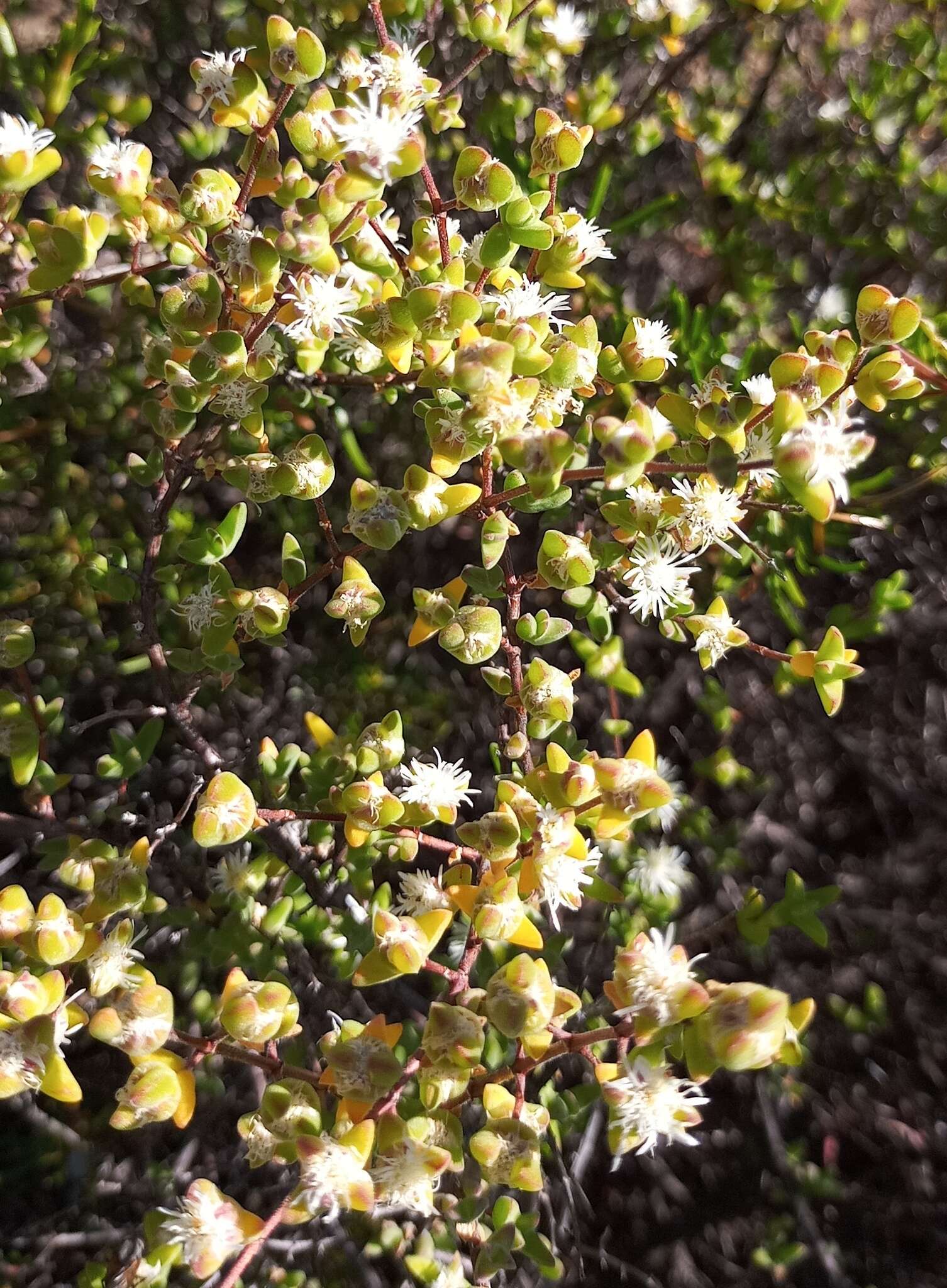 Imagem de Drosanthemum praecultum (N. E. Br.) Schwant.