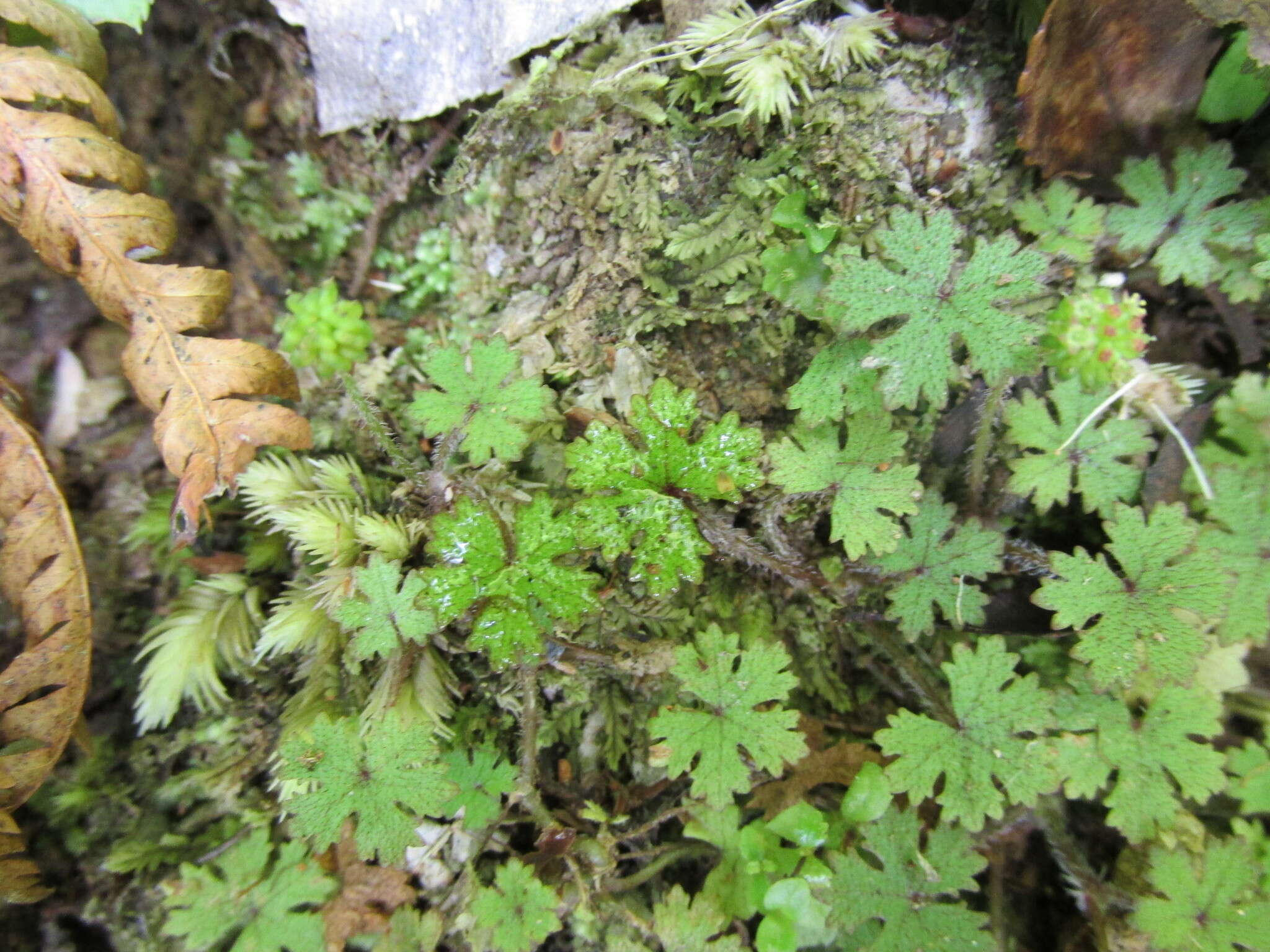 Image of Hydrocotyle dissecta Hook. fil.