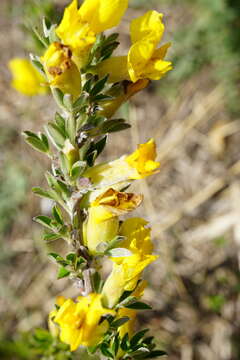 Слика од Cytisus ratisbonensis Schaeff.