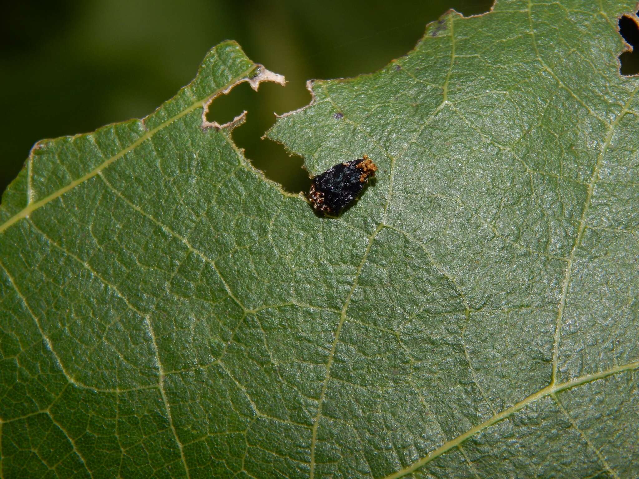 Image of Trachys bicolor Kerremans 1890