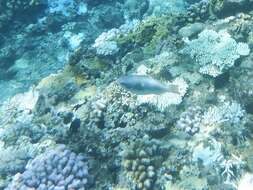 Image of Big belly Parrotfish