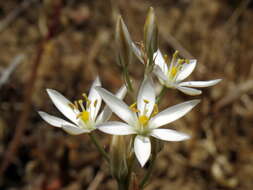 Imagem de Ornithogalum pilosum L. fil.