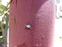 Image of Gasteracantha sanguinolenta C. L. Koch 1844