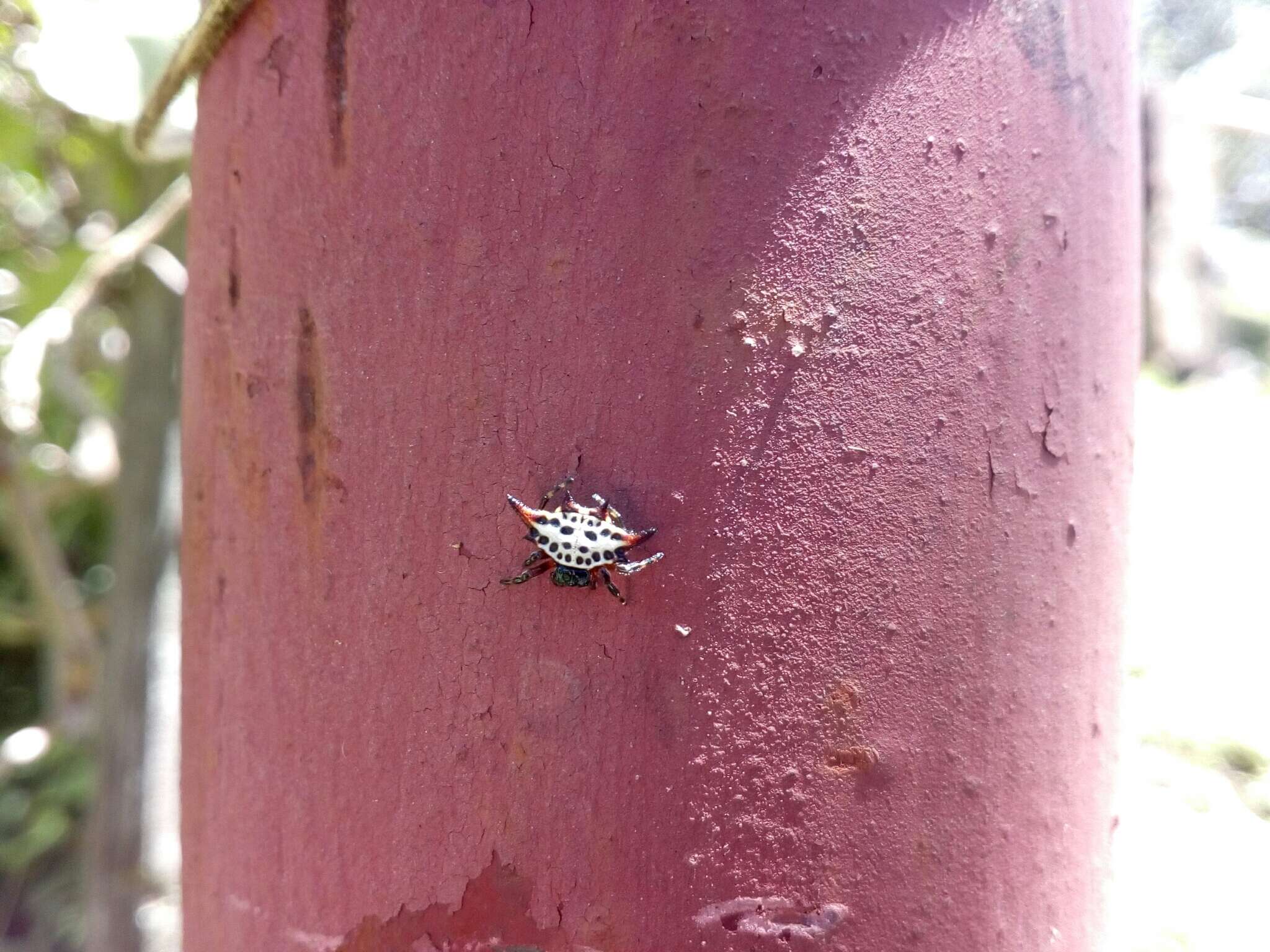 Image of Gasteracantha sanguinolenta C. L. Koch 1844