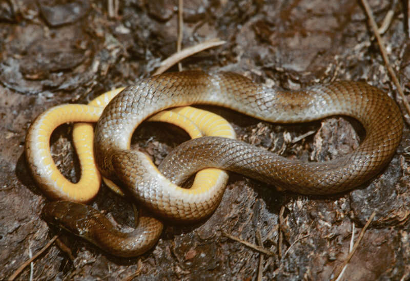 Image of Hempstead´s pine woods snake