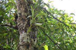 Image de Paphiopedilum lowii (Lindl.) Stein